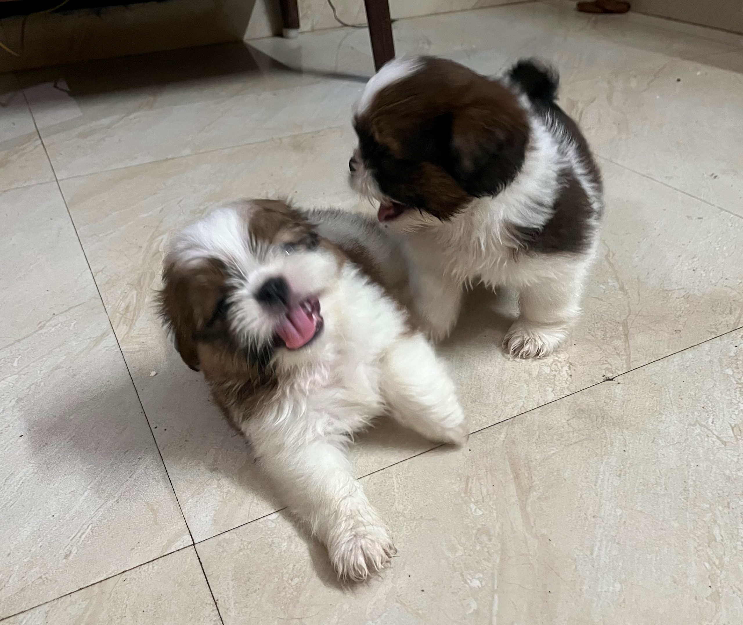 Shih Tzu Puppies for sale