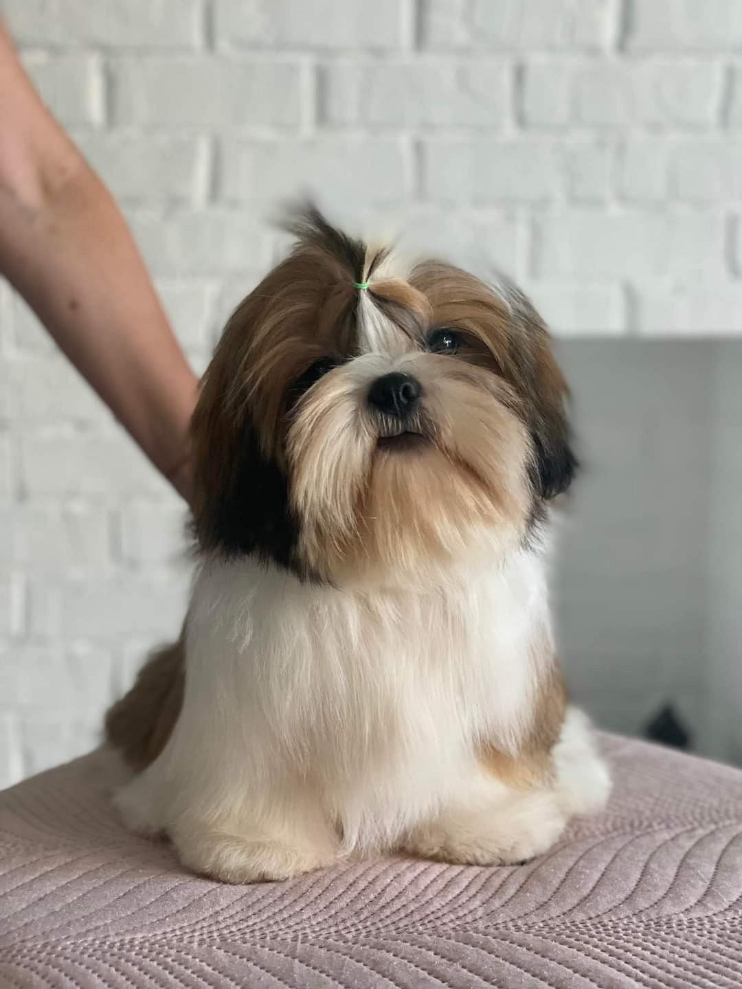 Shih Tzu puppies