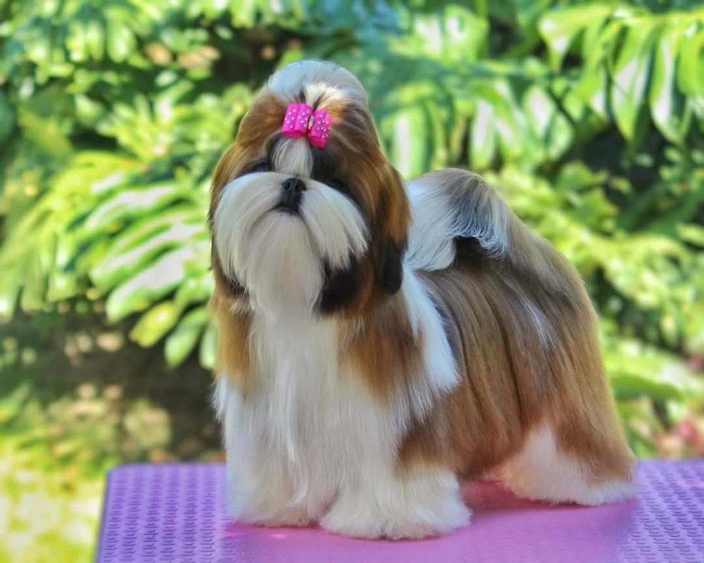 Shih Tzu puppies for sale