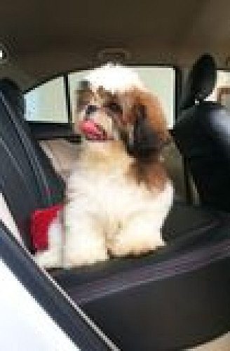 Shih Tzu puppies available