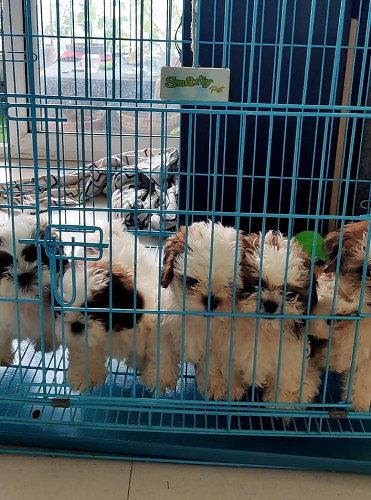 Shih Tzu PUPPIES AVAILABLE