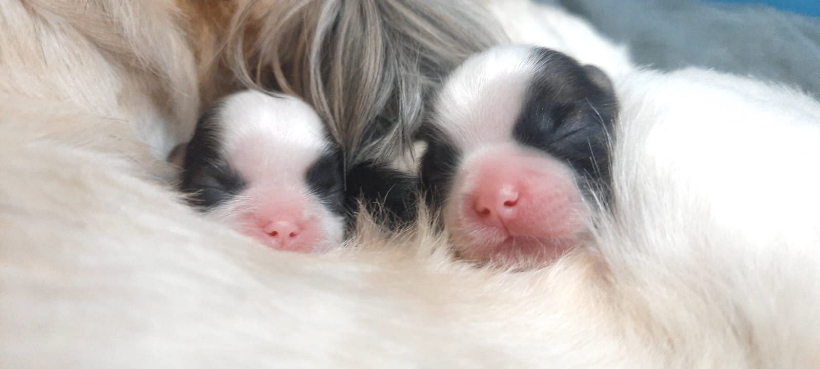 Shih tzu puppies