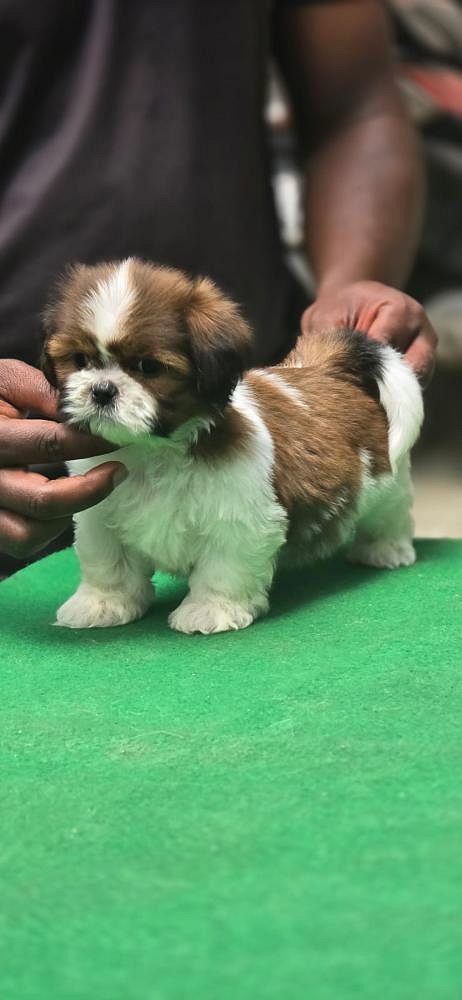 Shih Tzu puppies for sale