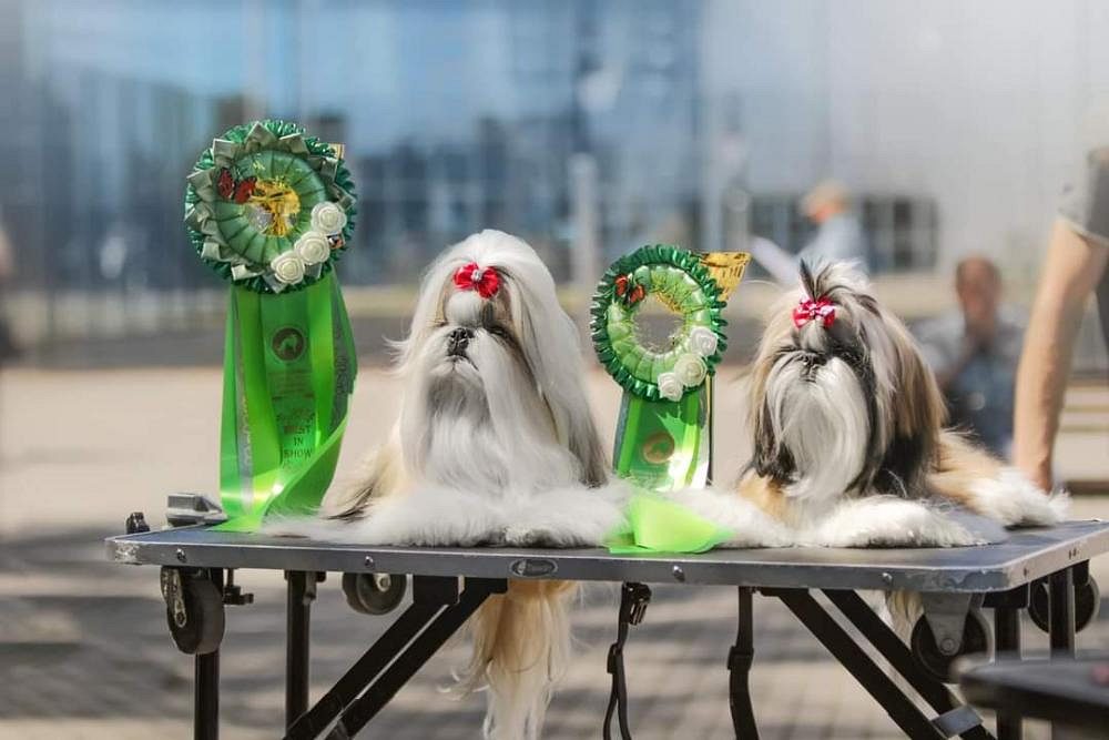 Shih Tzu puppies for sale