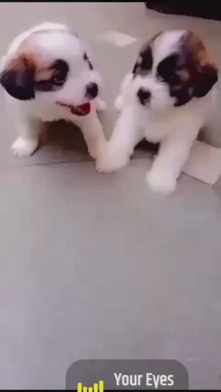 Shih Tzu puppies sell