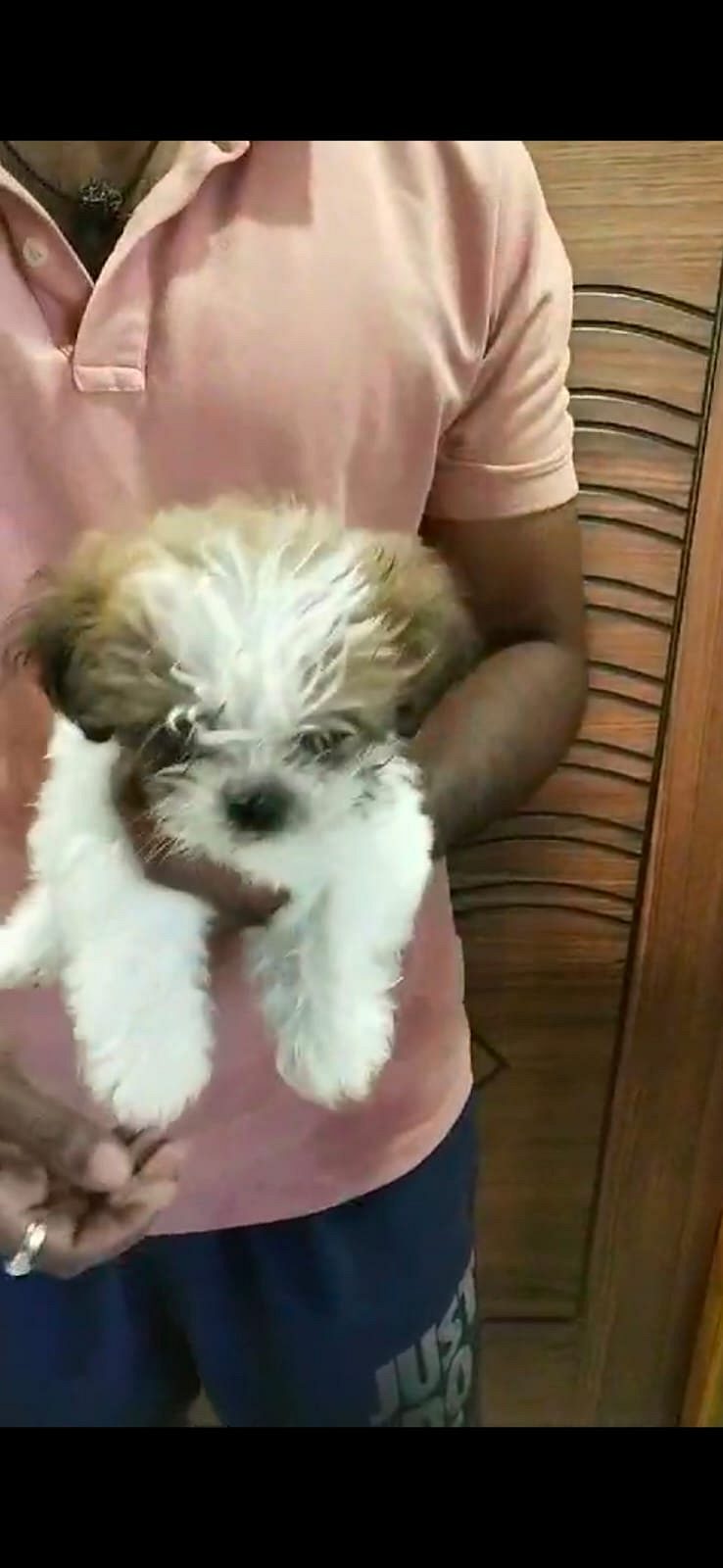 Shih Tzu puppy for sale