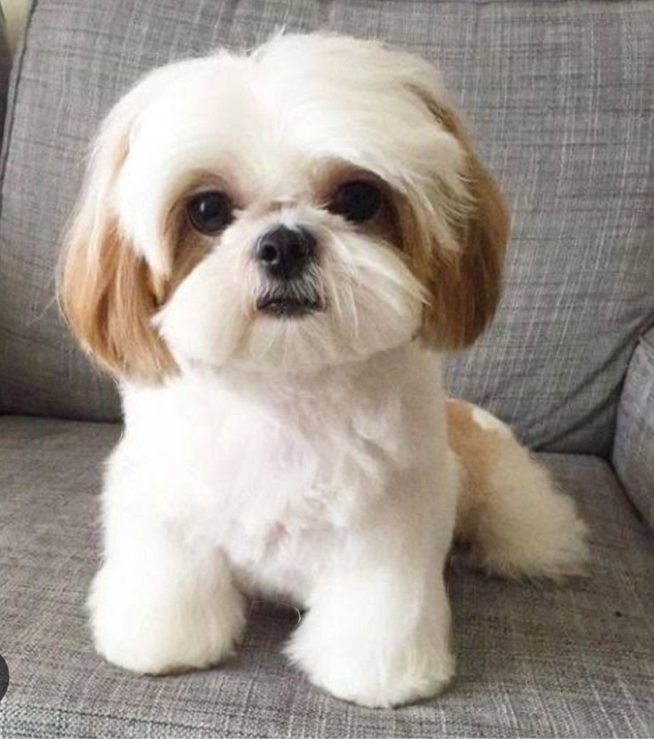 Shih Tzu Puppy