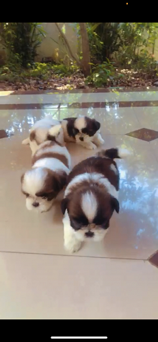Shih tzu Puppy