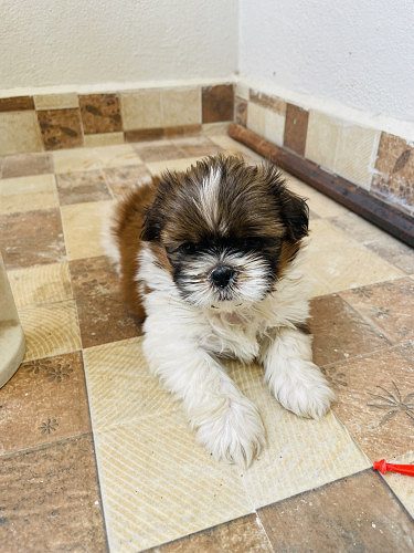 Shih Tzu puppy for sale