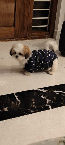 Shih Tzu puppy for sale