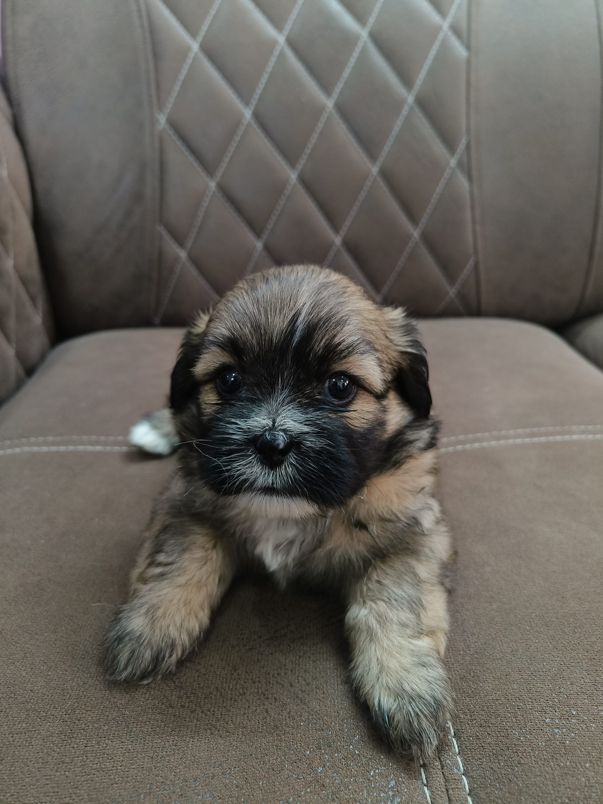 Shih Tzu puppy for Sale