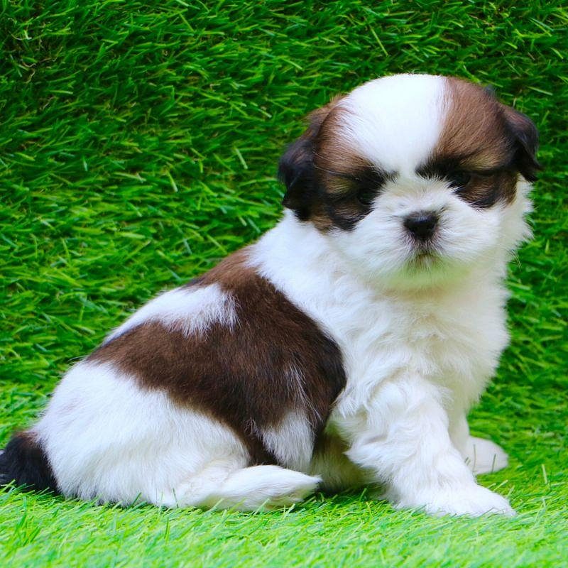 Shih Tzu Puppy for Sale in Bangalore – Buying Guide
