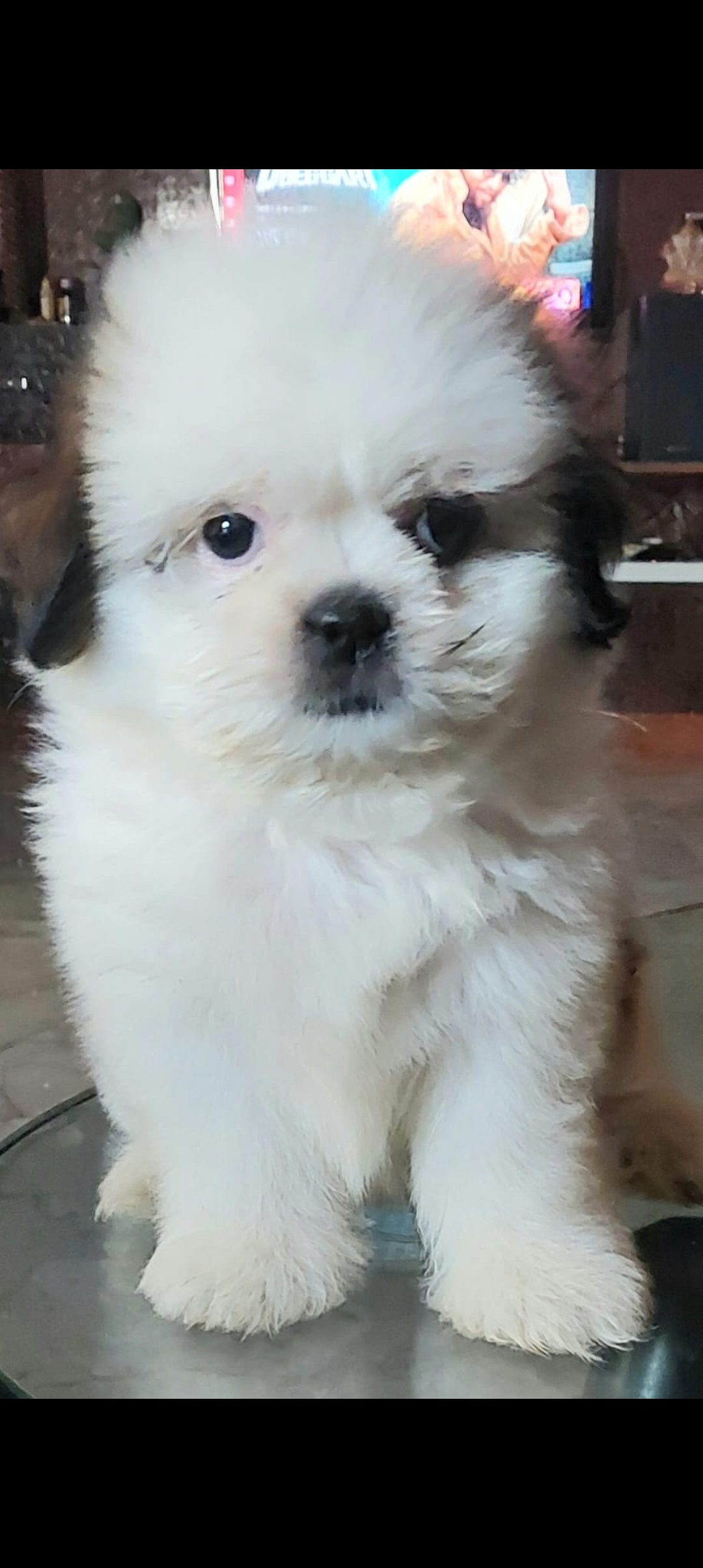 Shih tzu puppy for sale