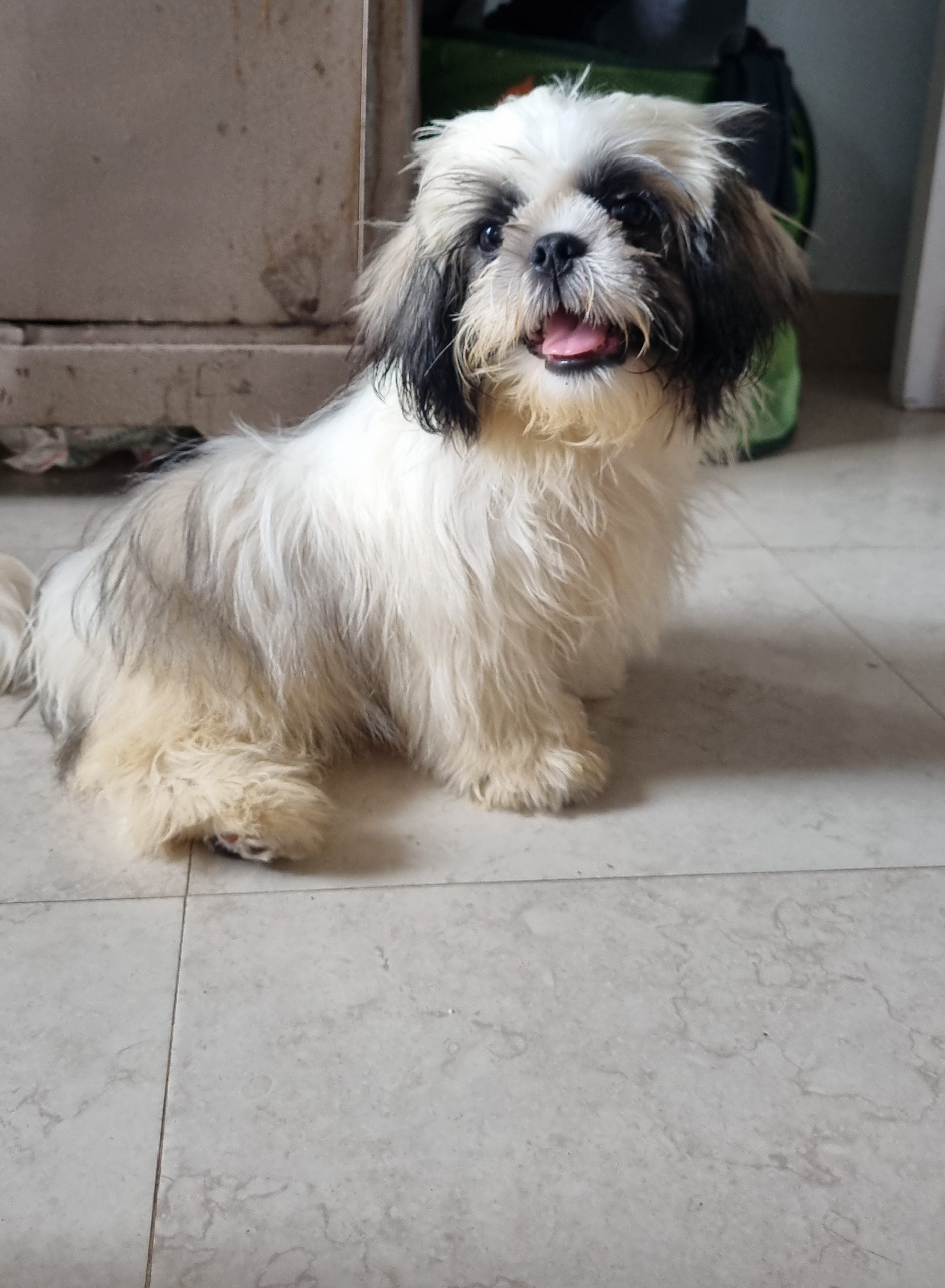 Shih tzu puppy for sale