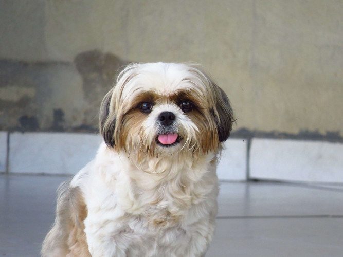 Shih Tzu - pure breed (fertile female)