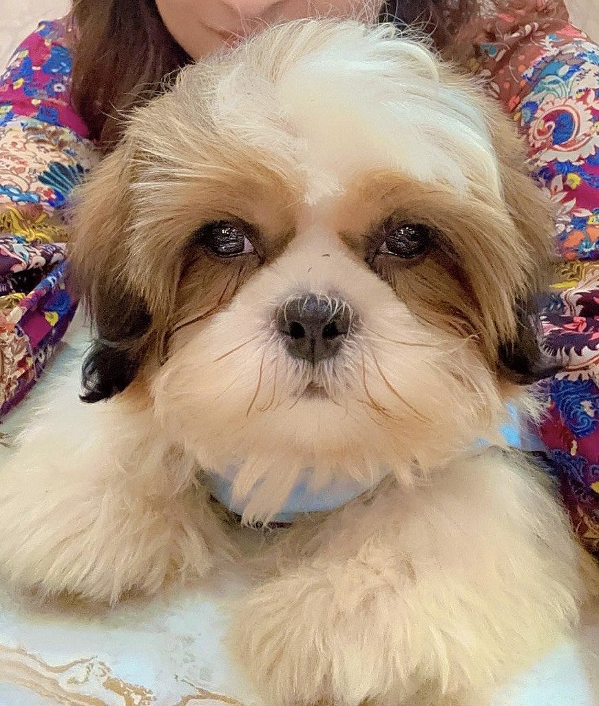Shih tzu - Pure brees