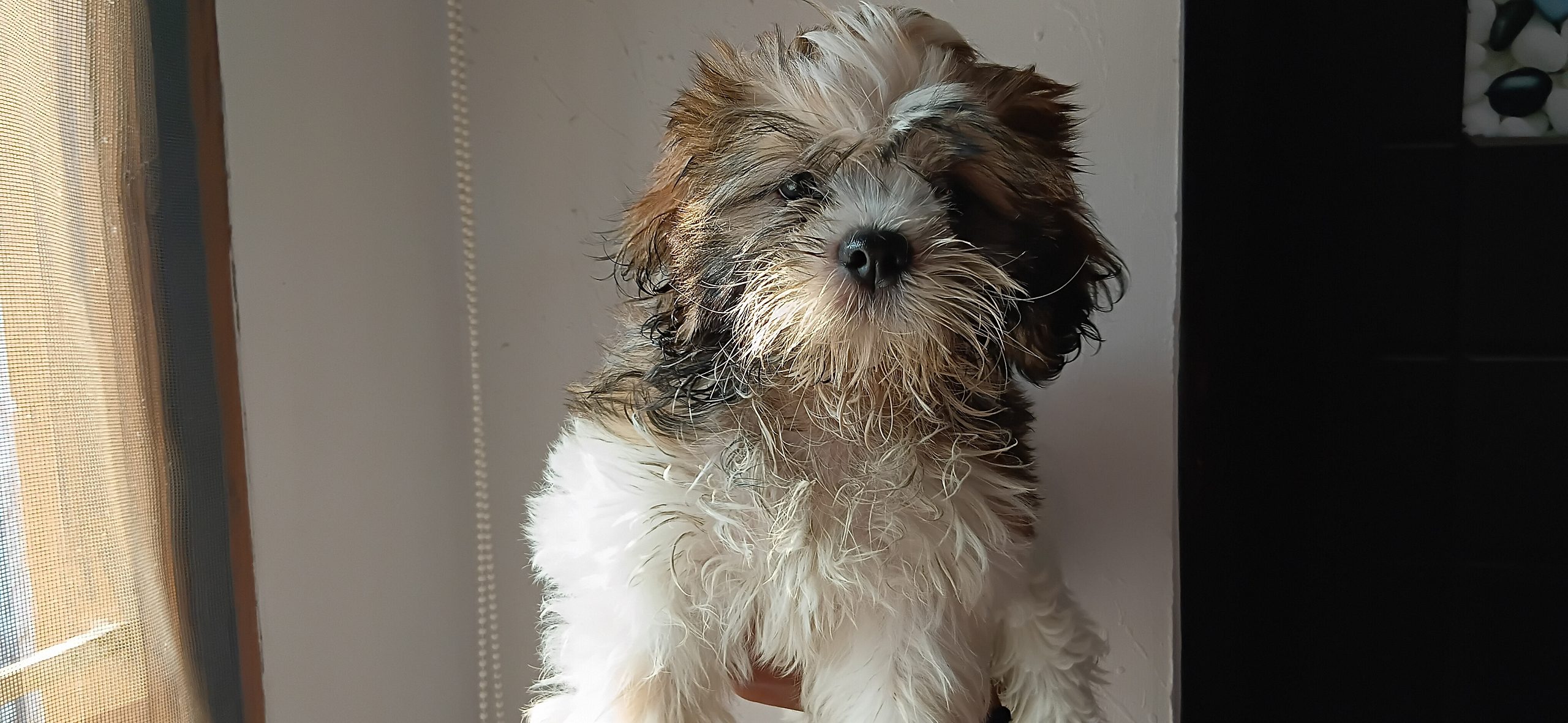 Shihtzhu puppy sale
