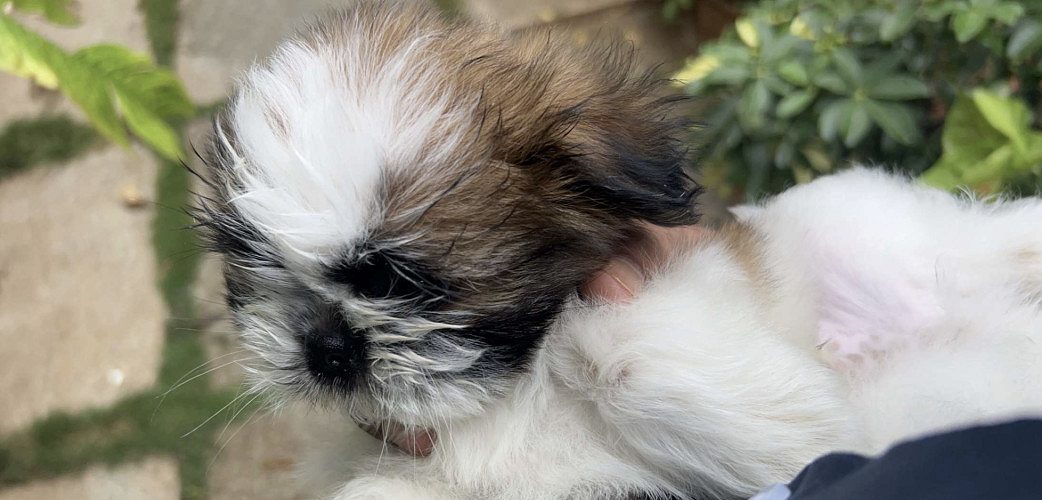 Shihtzu