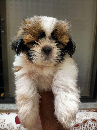 Shihtzu