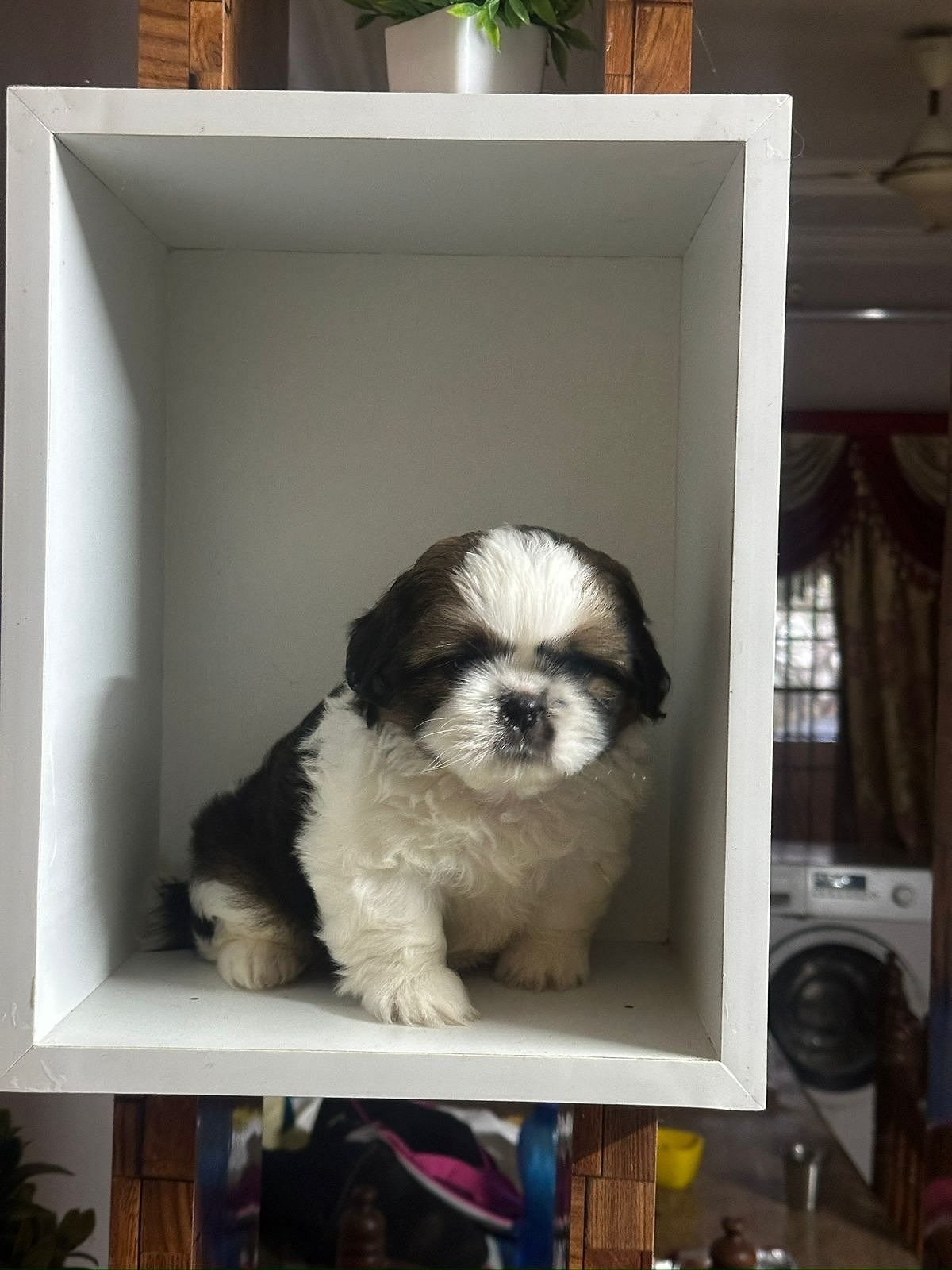 Shihtzu for Sale