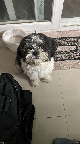 Shihtzu