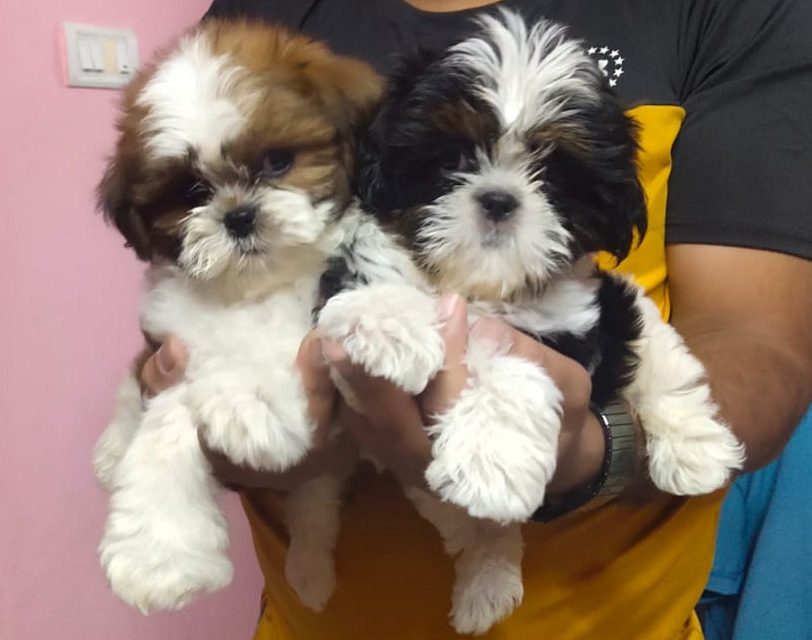Shihtzu female puppy available