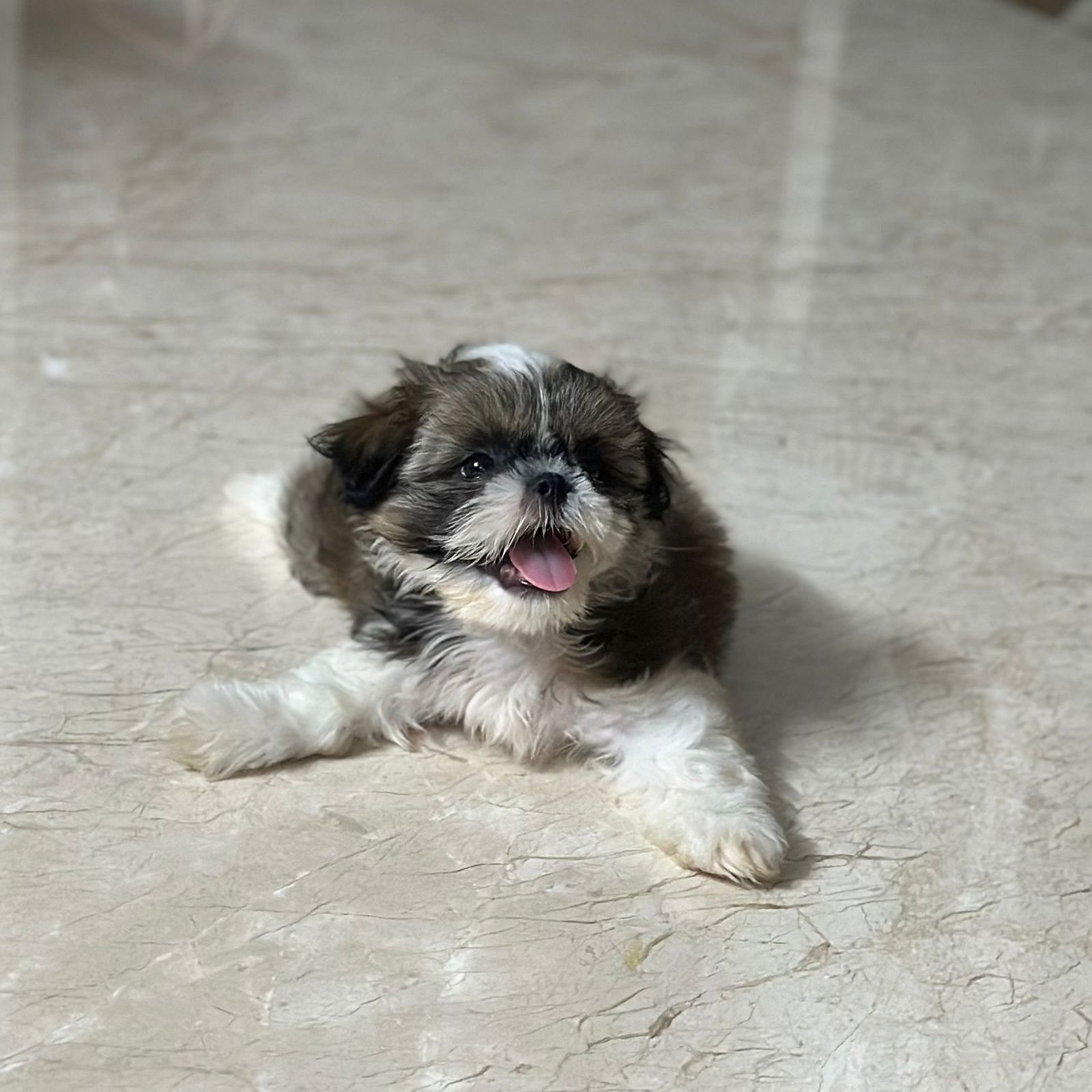 Shihtzu (male)