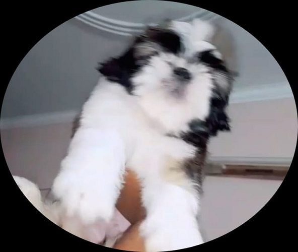 shihtzu Male and female puppy available in Delhi Gurgaon Location 8570830887