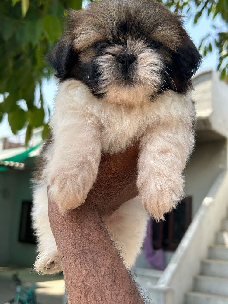 Shihtzu male puppy available in Jalandhar city 9815081234