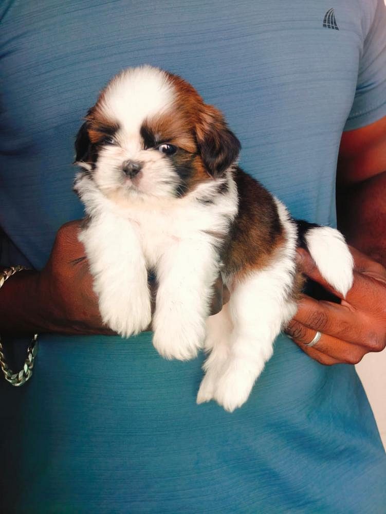Shihtzu puppies 8825472494
