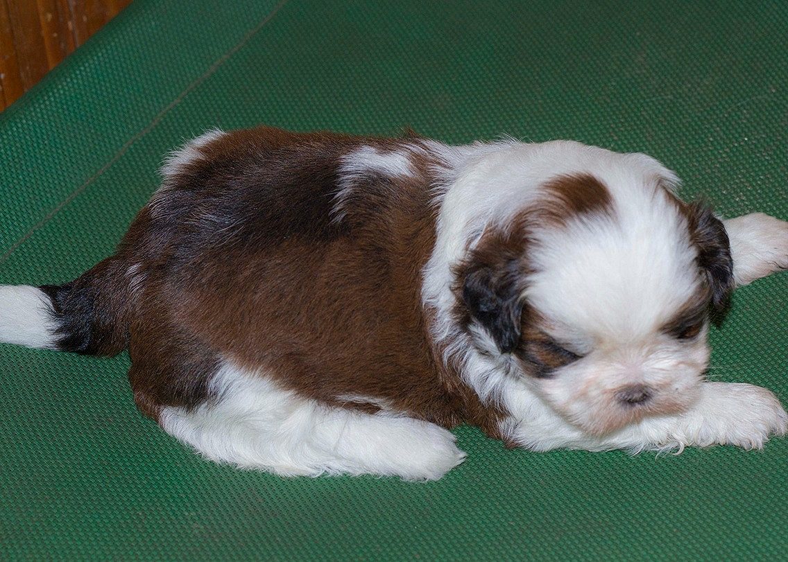Shihtzu puppies are available = 8971907905