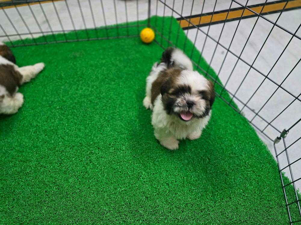 Shihtzu puppies available in chennai