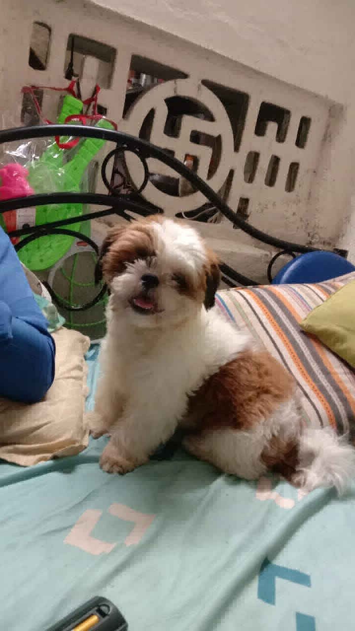 shihtzu puppies available in chennai 8825472494