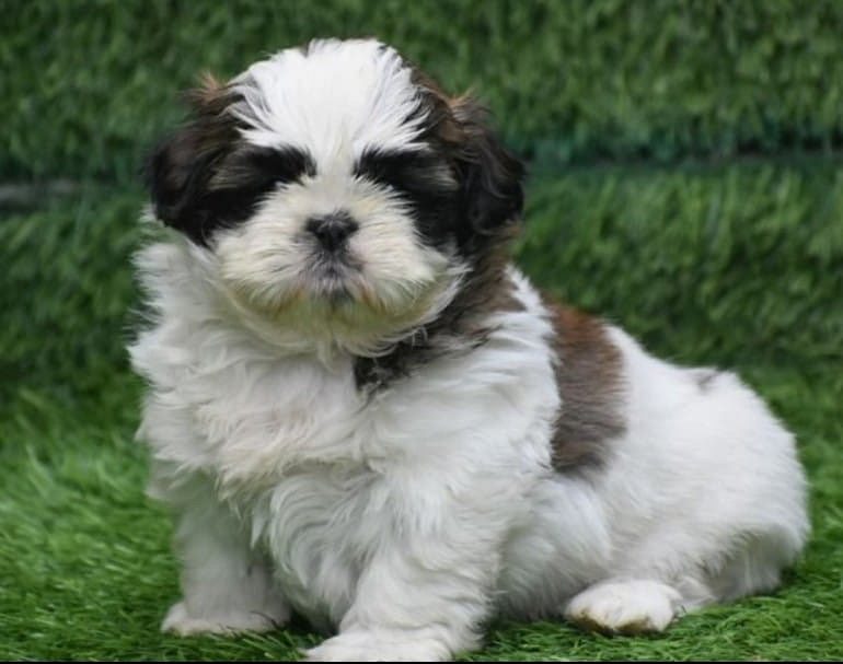 Shihtzu puppies available