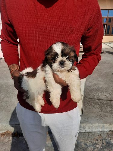 ShihTzu Puppies Available Here Call 9654249090