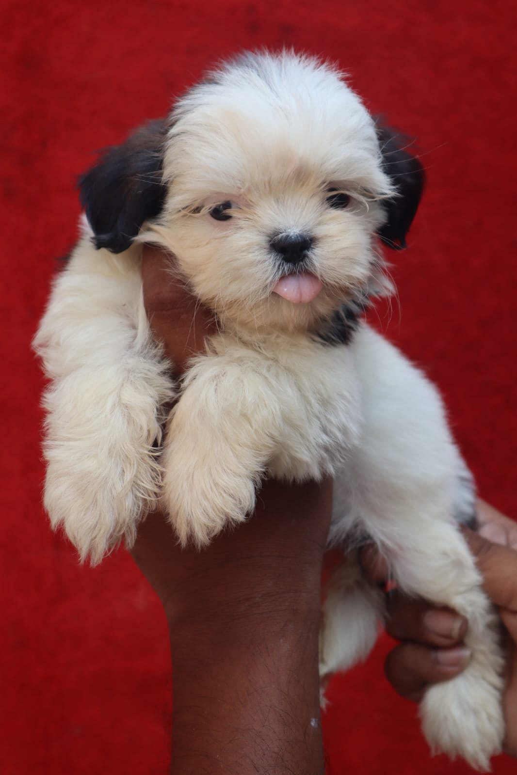 Shihtzu Puppies For Sale Delhi Trust Kennel