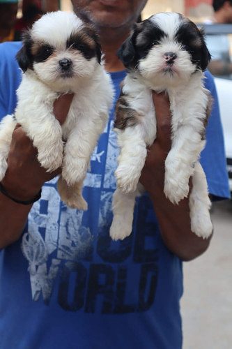 ShihTzu Puppies For Sale Delhi Trust Kennel