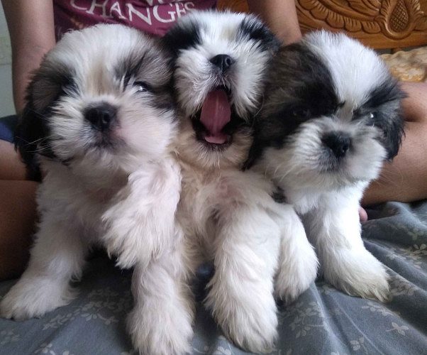 Shihtzu puppies