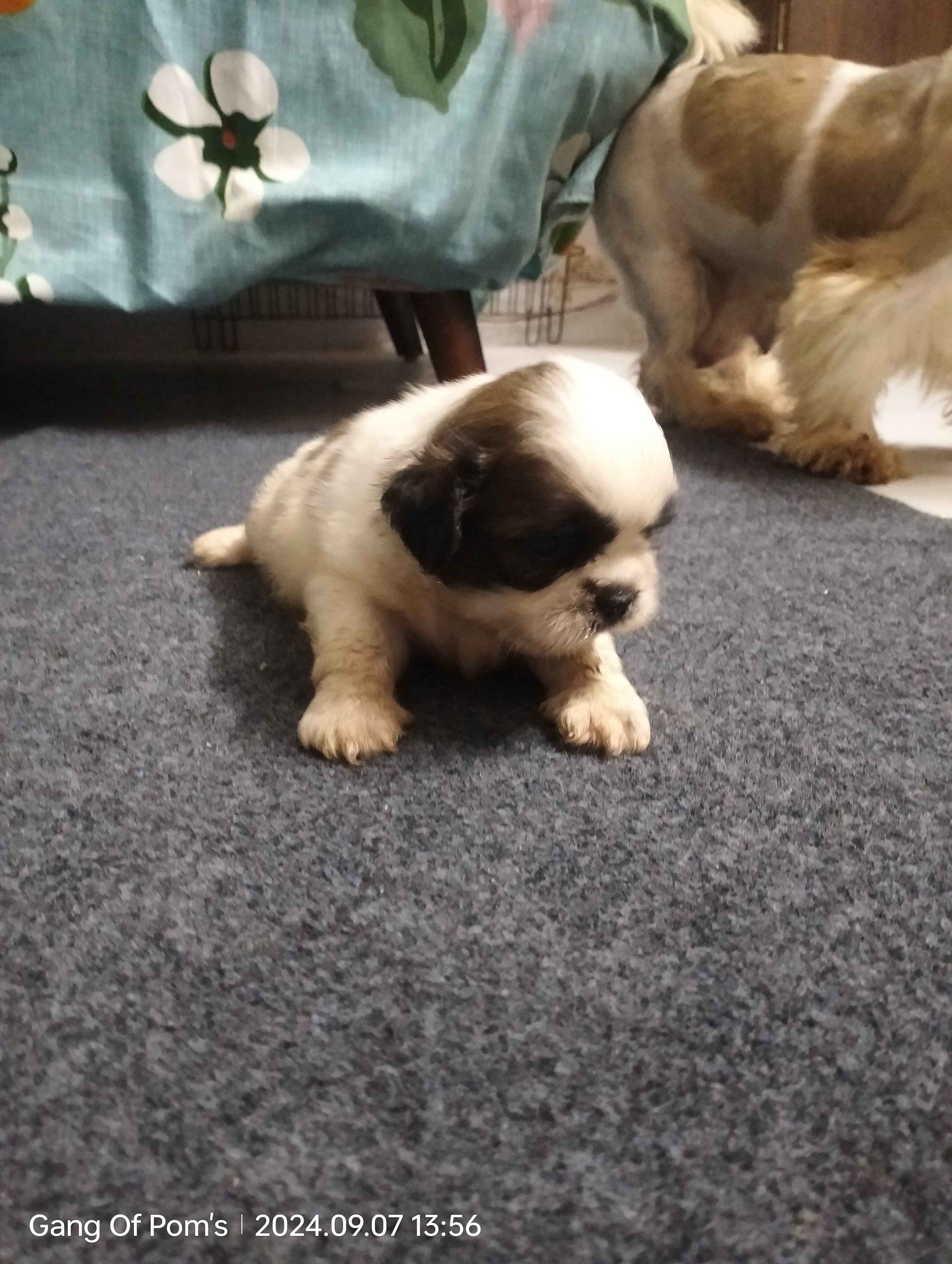 ShihTzu Puppies For