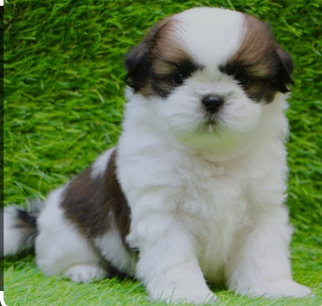 Shihtzu puppies 🐶🐶