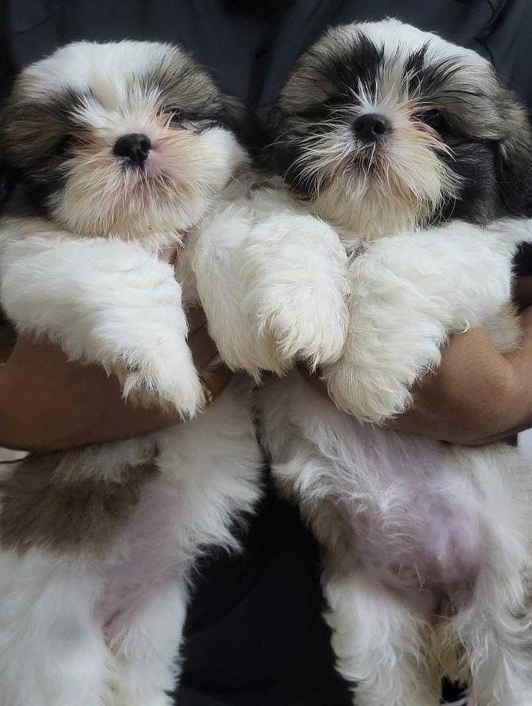 Shihtzu Puppies For Sales