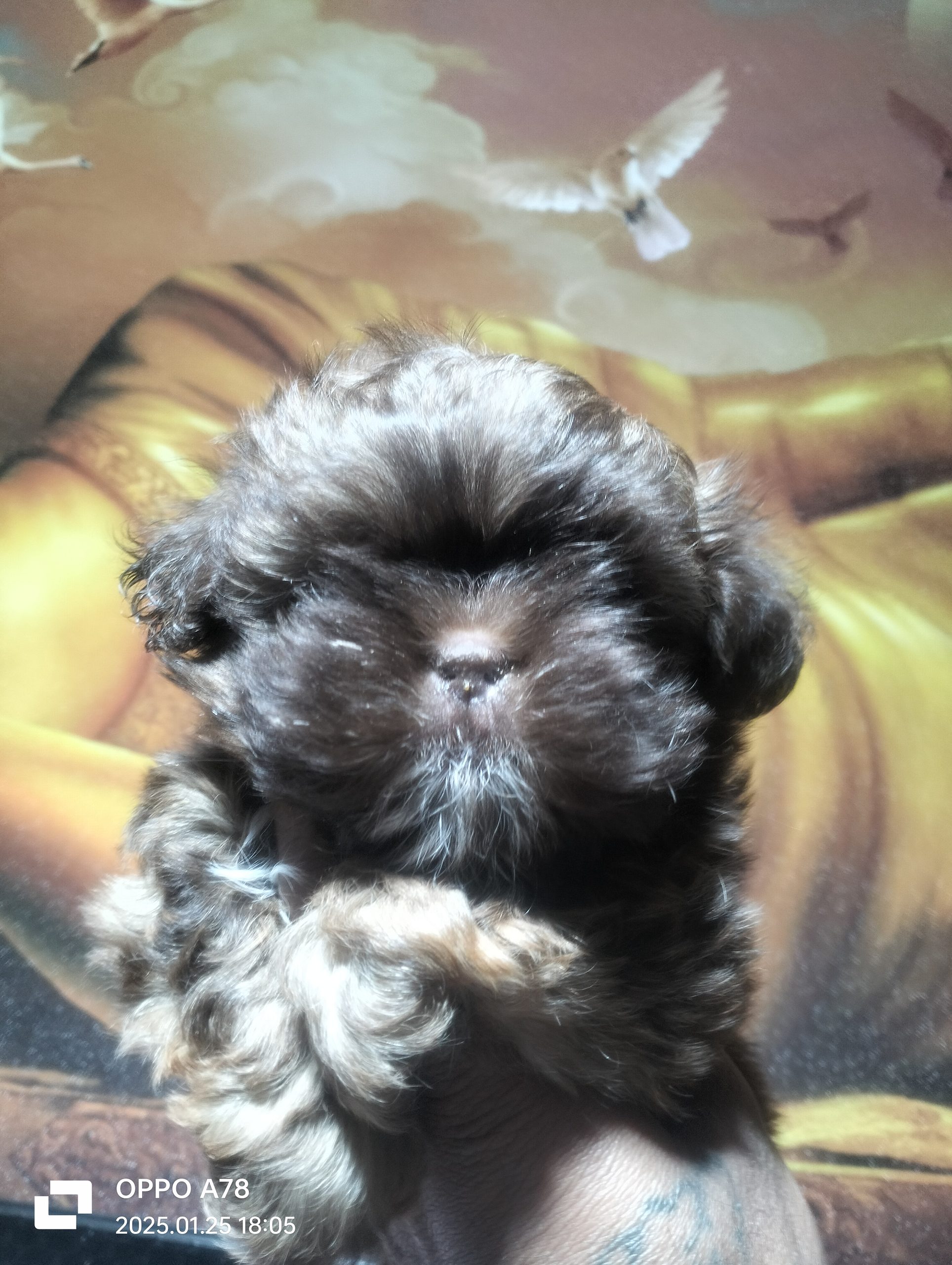 ShihTzu Puppies For Sale TrustKennel