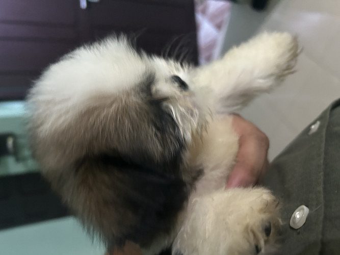 Shihtzu Puppy 45 days old