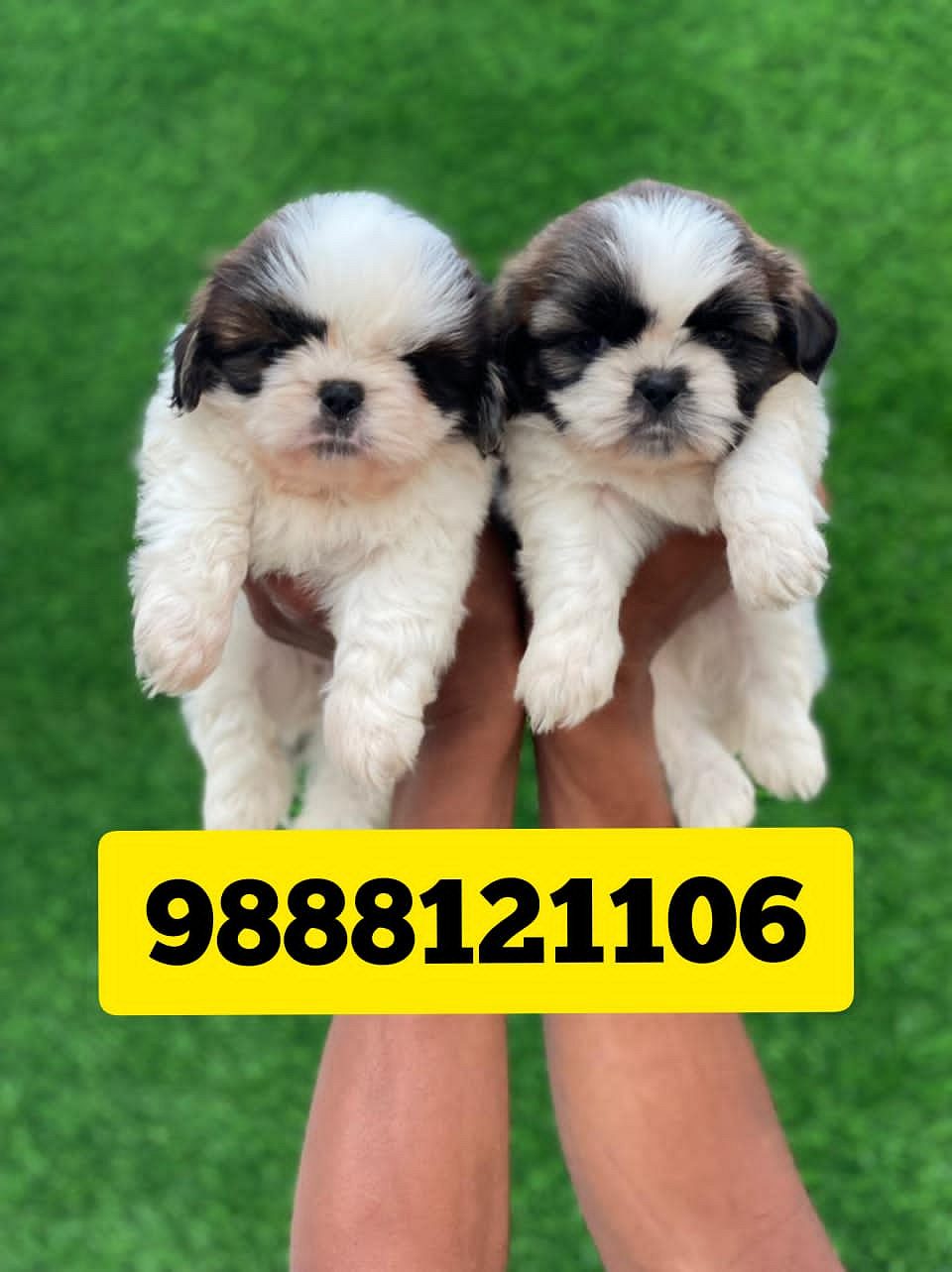 Shihtzu puppy available call 9888121106 jalandhar nakodar nurmahal kapurthala phagwara beas