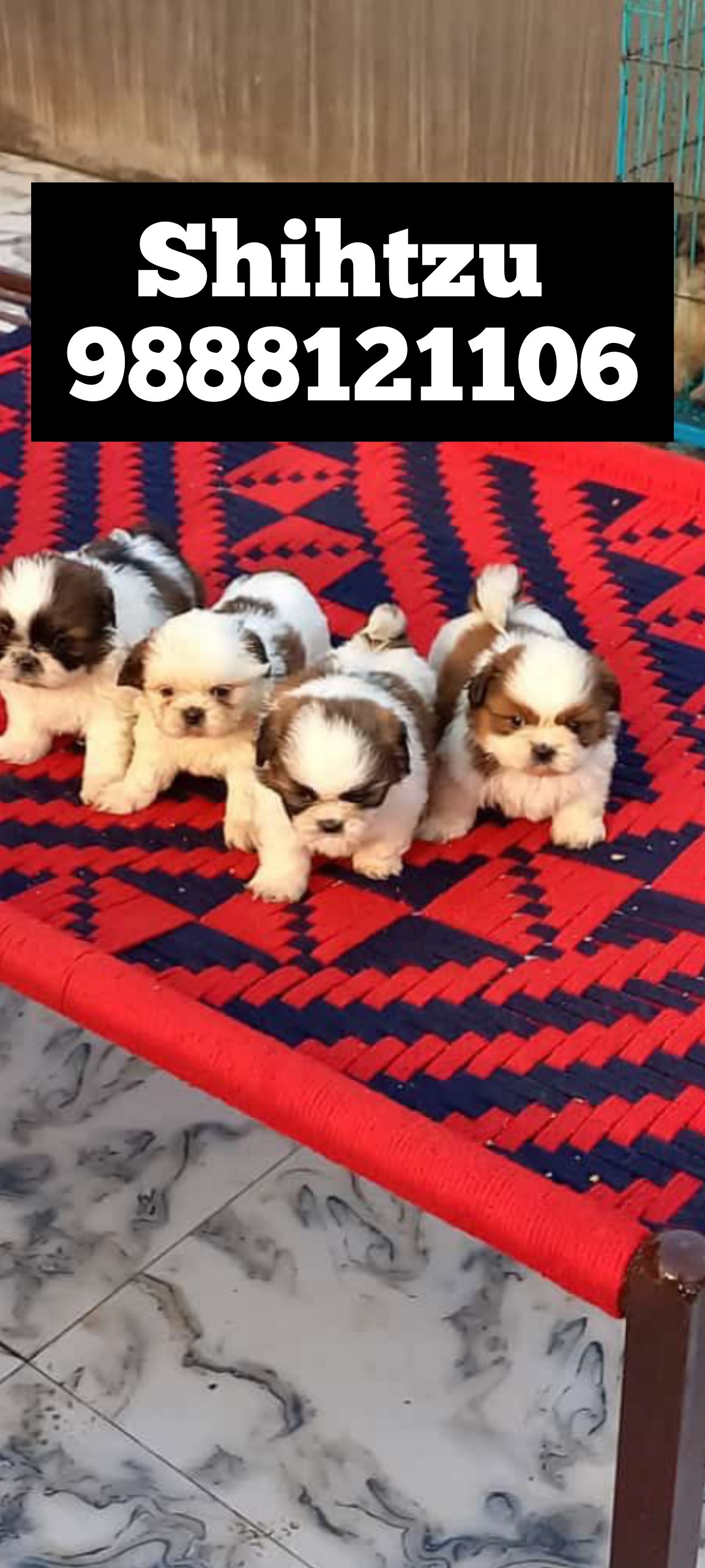 Shihtzu puppy buy punjab call 9888121106 nakodar jalandhar phagwara kapurthala kartarpur shahkot mehtpur noormahal jandiala