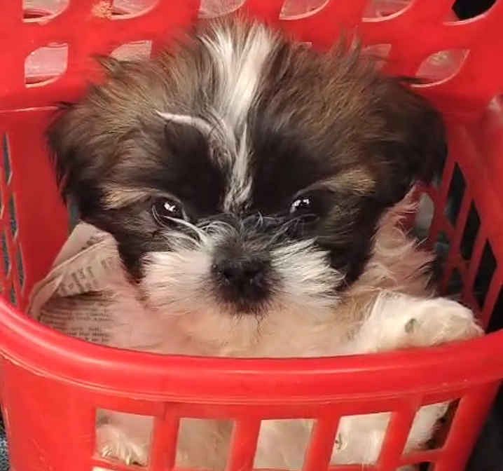 Shihtzu Puppy