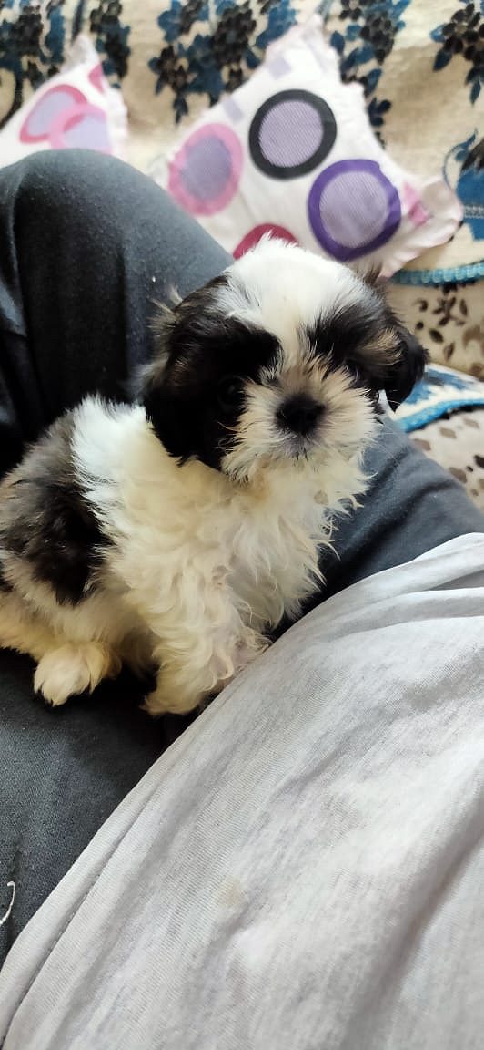 Shihtzu Puppy For Sale