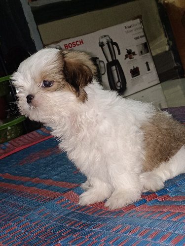 Shihtzu puppy