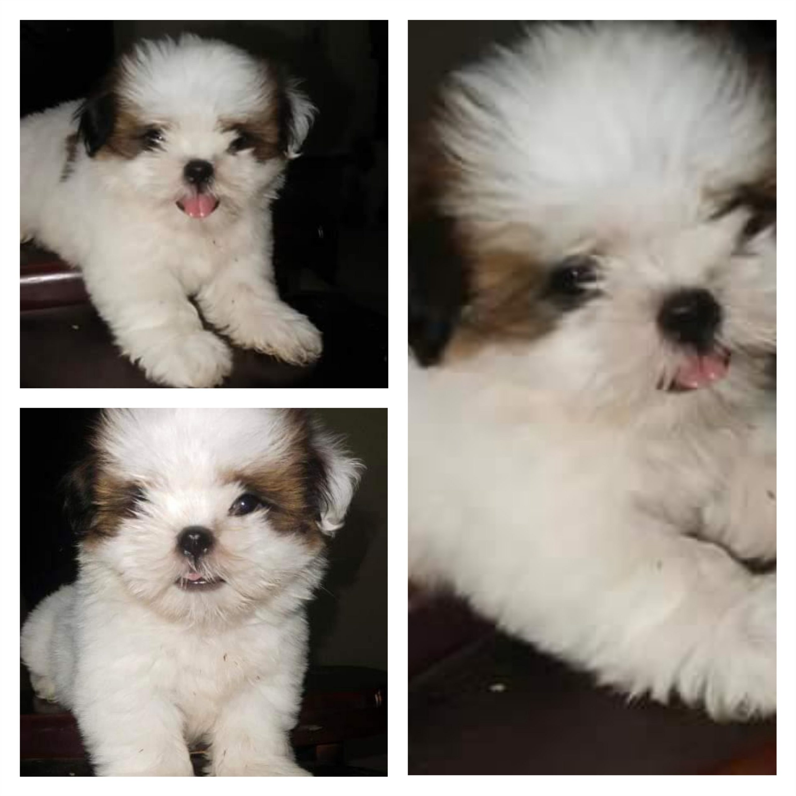 ShihTZu Puppy