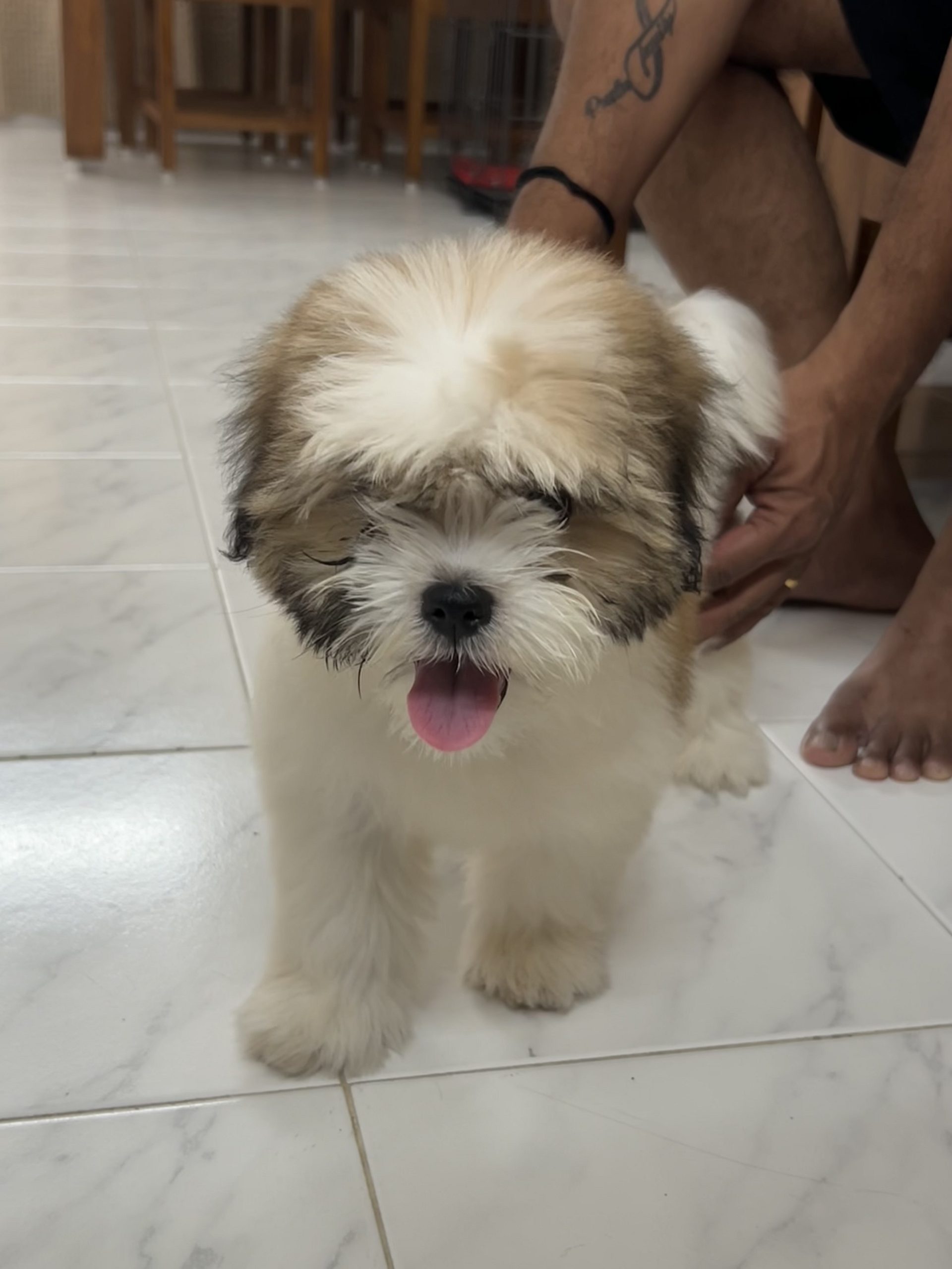 Shihtzu puppy for sale